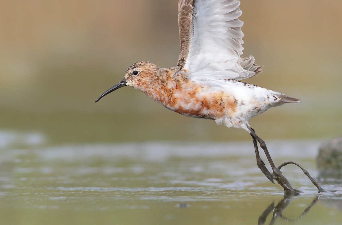 Piovanello (Calidris ferruginea)