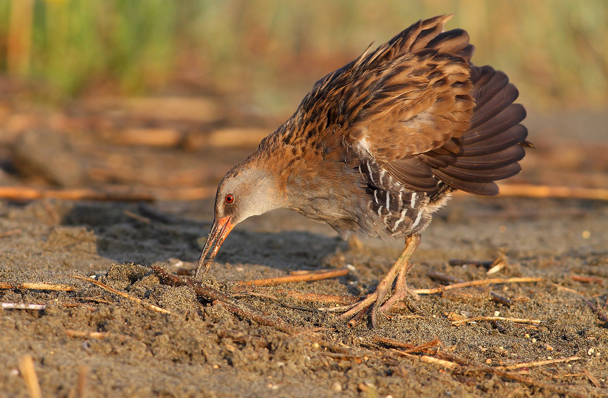 Porciglione (Rallus aquaticus)