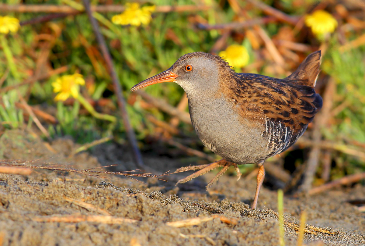 Porciglione (Rallus aquaticus)