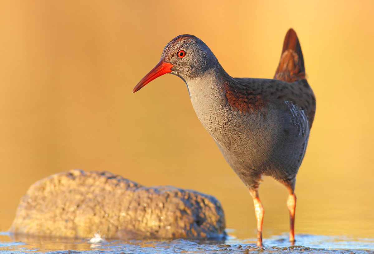 Porciglione (Rallus aquaticus)