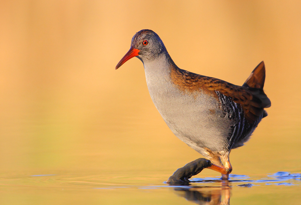 Porciglione (Rallus aquaticus)