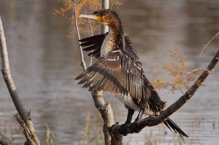 Cormorano