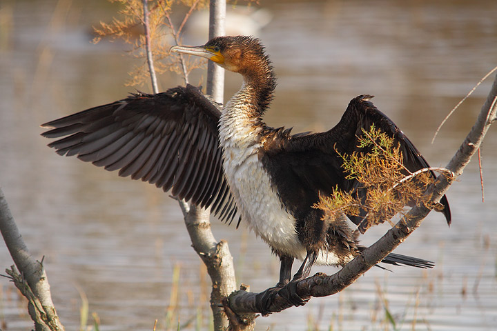 Cormorano