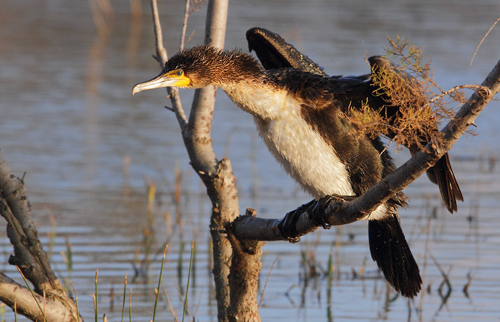 Cormorano