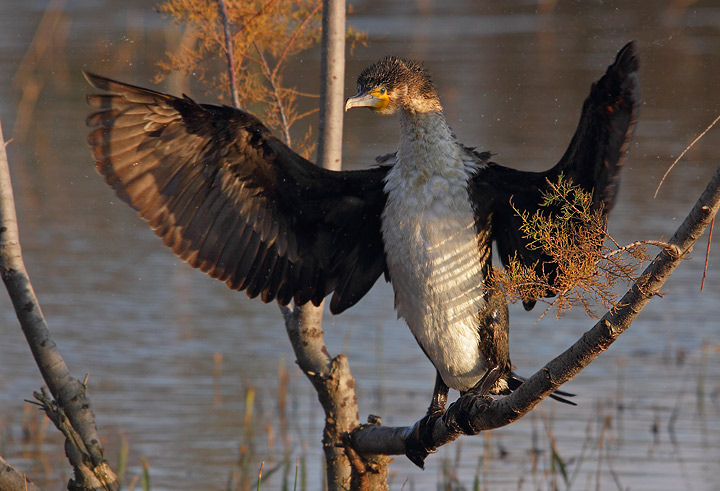 Cormorano