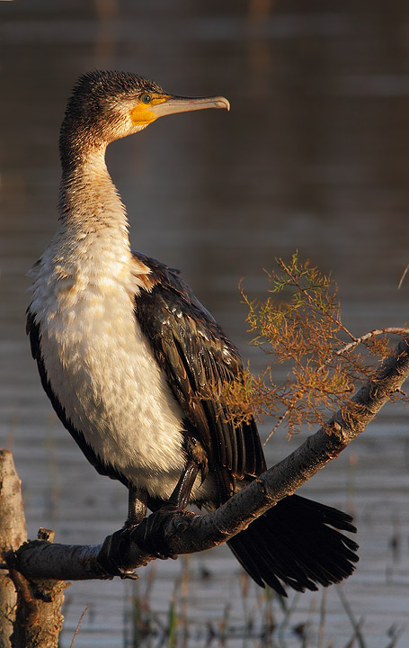 Cormorano