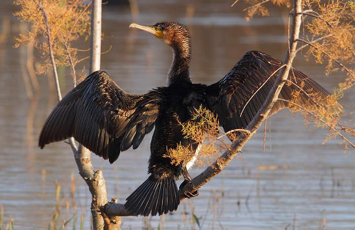 Cormorano