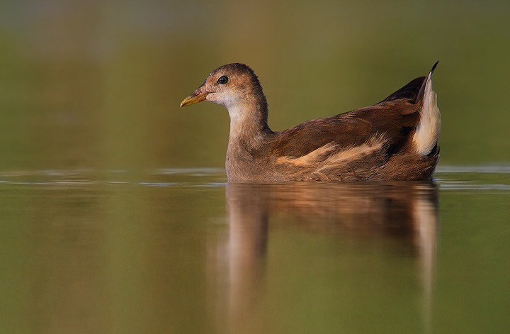 Giovani gallinelle d''acqua