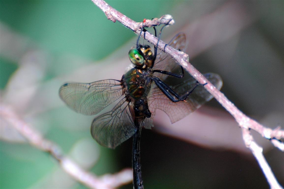 Somatochlora meridionalis?