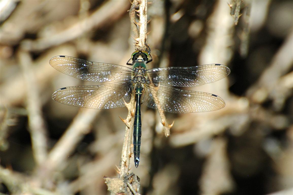 Somatochlora meridionalis?