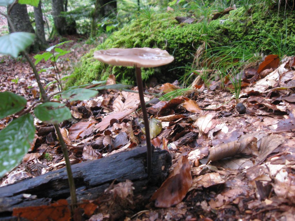 Alcuni funghi della carnia del 12/10/12