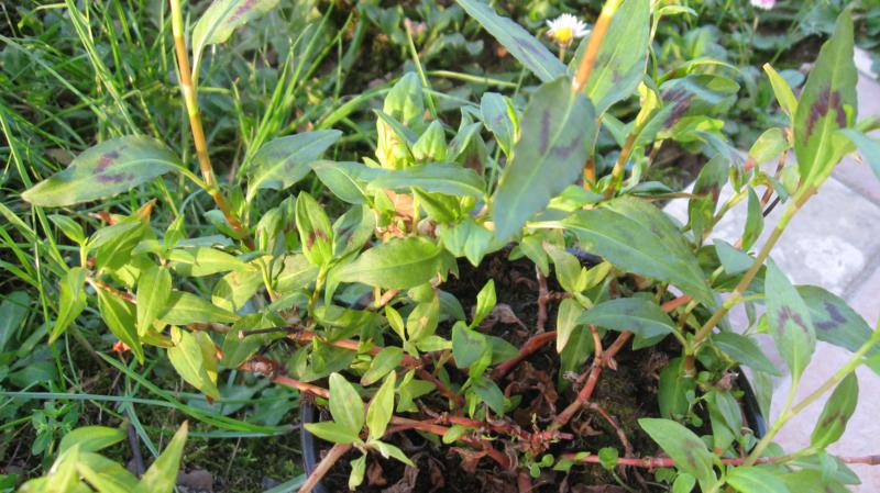 Persicaria odorata (Laur.) Sajk