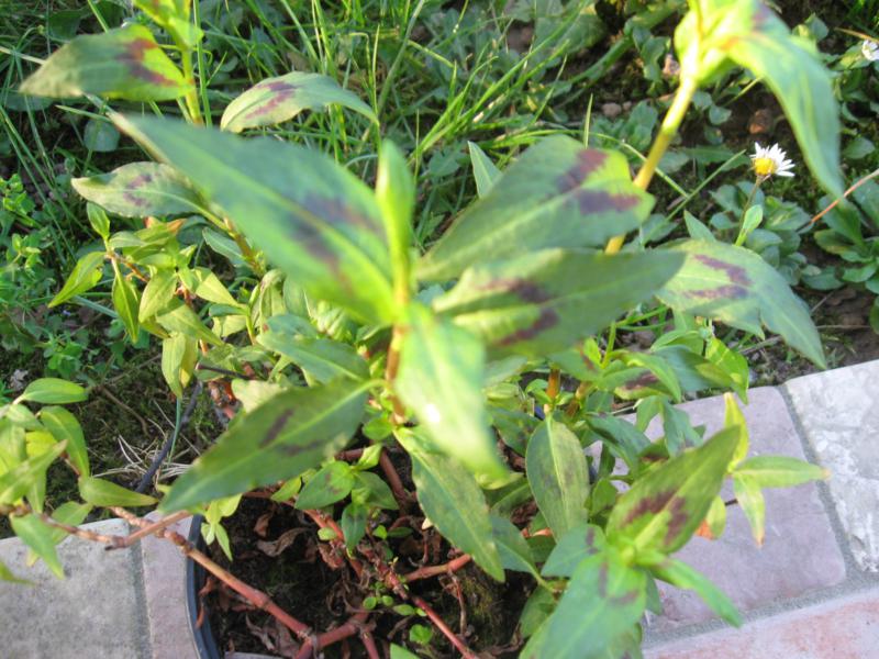 Persicaria odorata (Laur.) Sajk