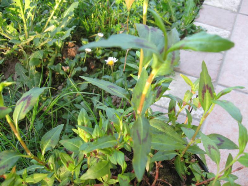 Persicaria odorata (Laur.) Sajk