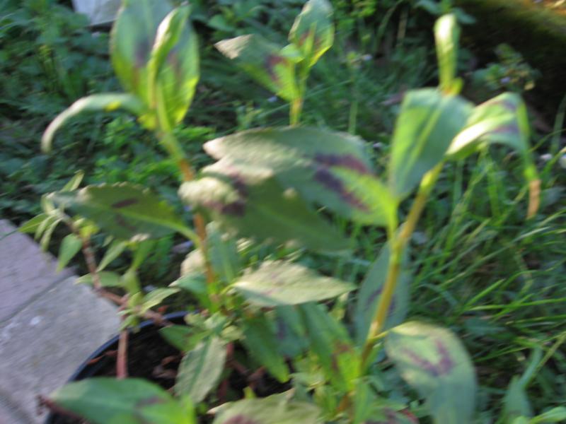 Persicaria odorata (Laur.) Sajk