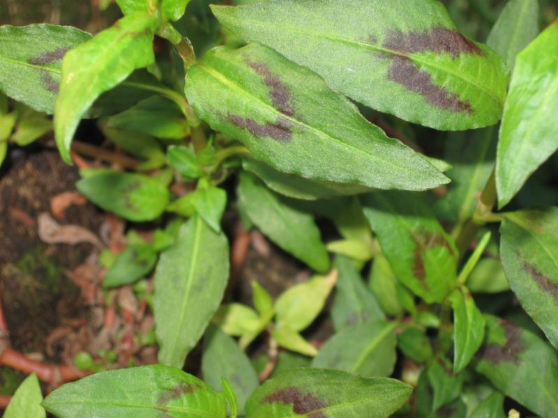 Persicaria odorata (Laur.) Sajk