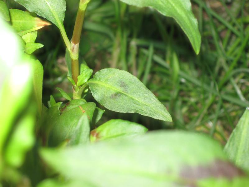 Persicaria odorata (Laur.) Sajk