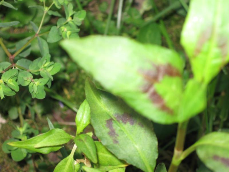 Persicaria odorata (Laur.) Sajk