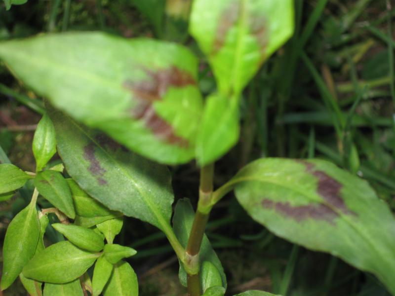 Persicaria odorata (Laur.) Sajk