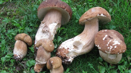 Boletus...nell''immaginario...