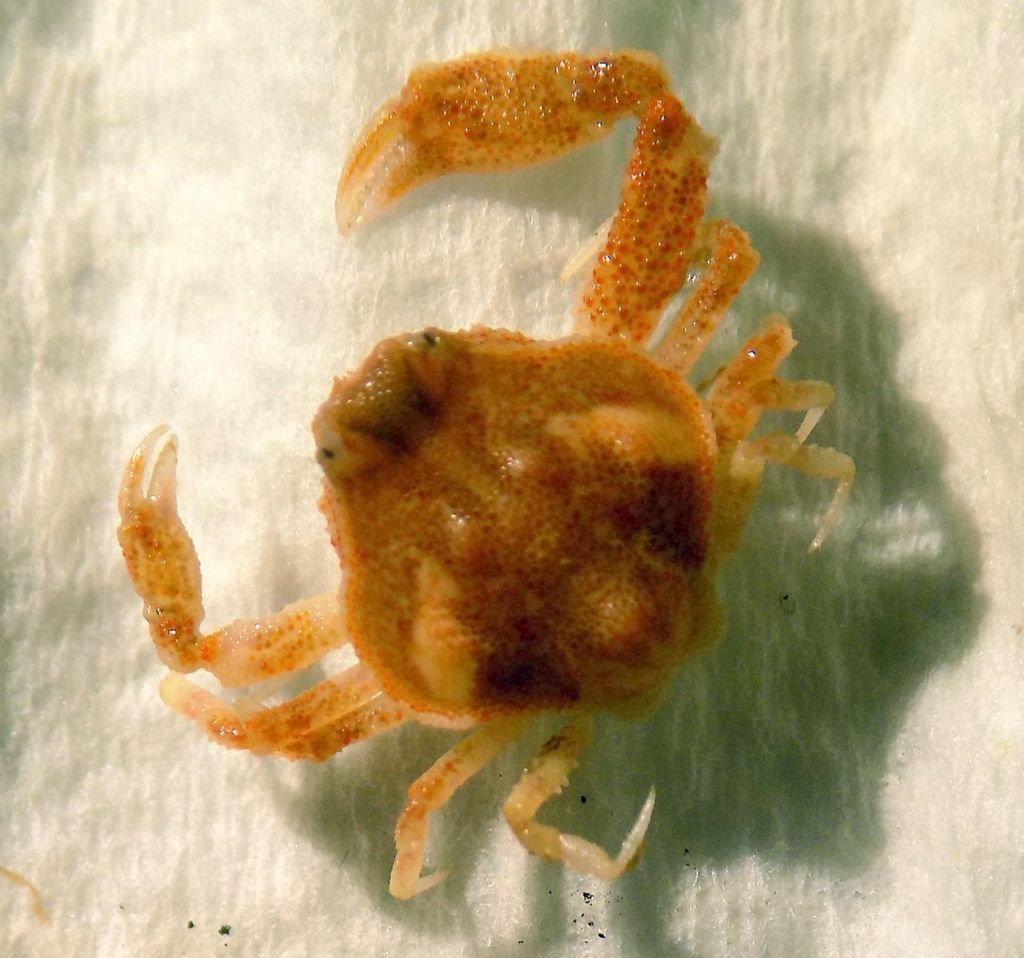 Crostaceo da identificare