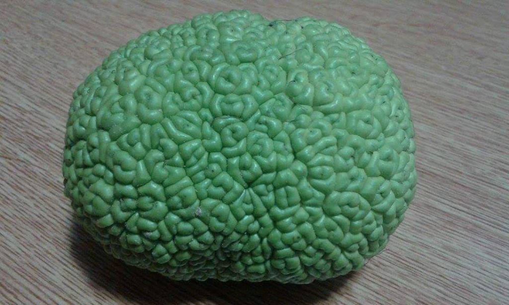 Frutti di Maclura pomifera