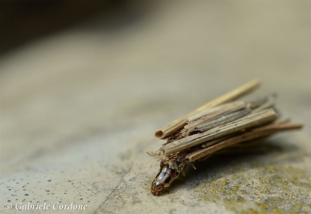 larva di Psychidae: Psyche sp.