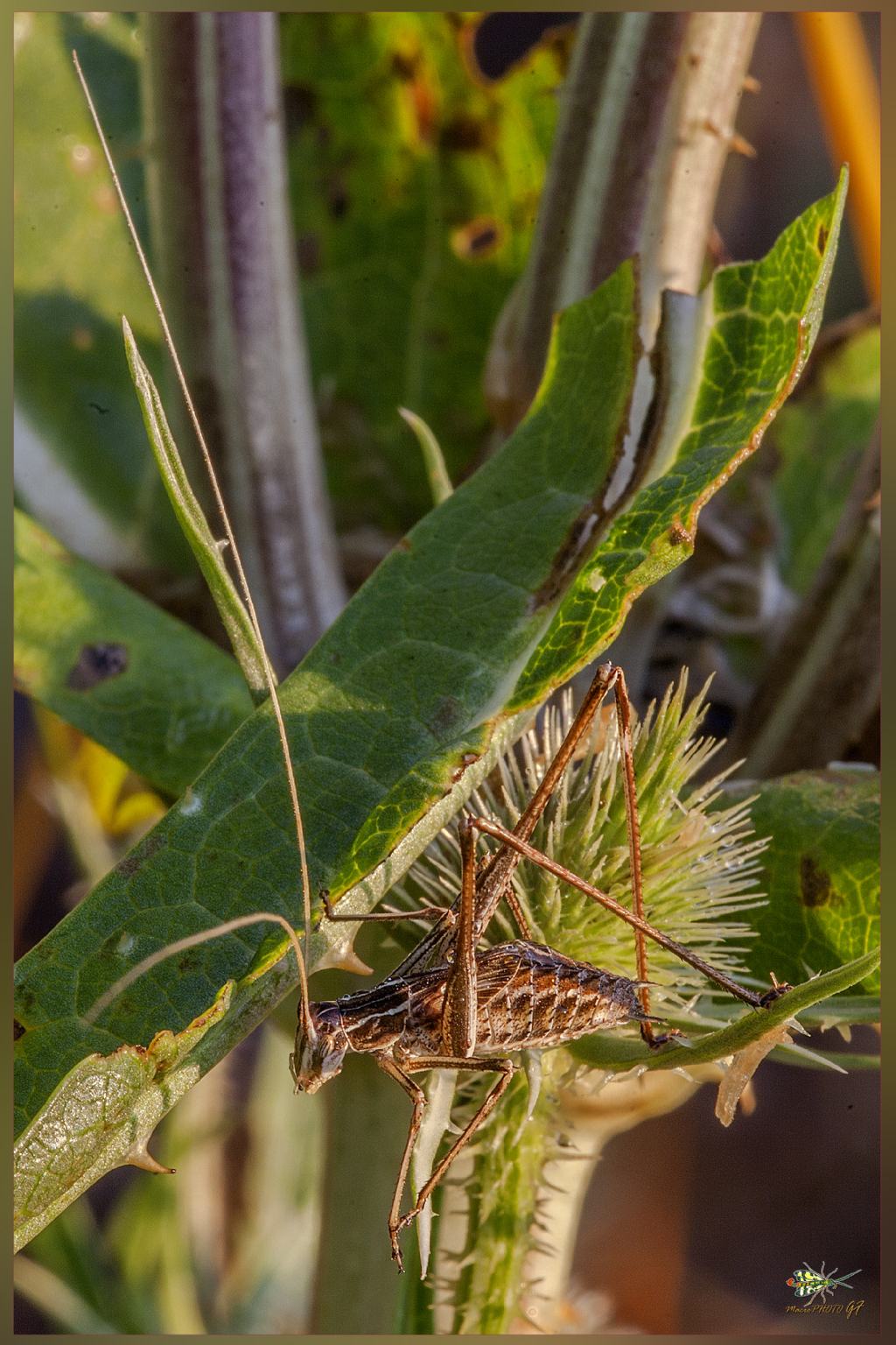 Ninfa maschio di Tylopsis liliifolia (Phaneropteridae)