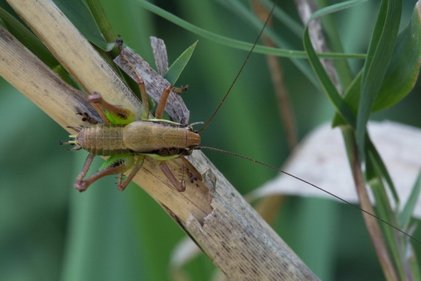 Eupholidoptera sp.