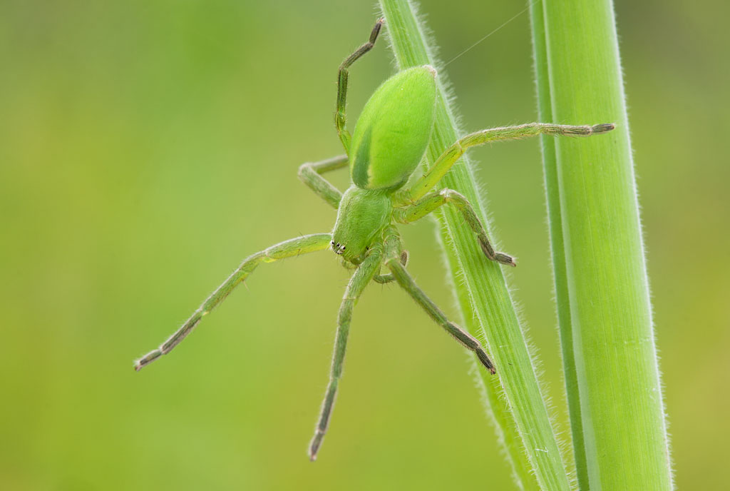 Micrommata virescens - Parco delle Groane (MI)