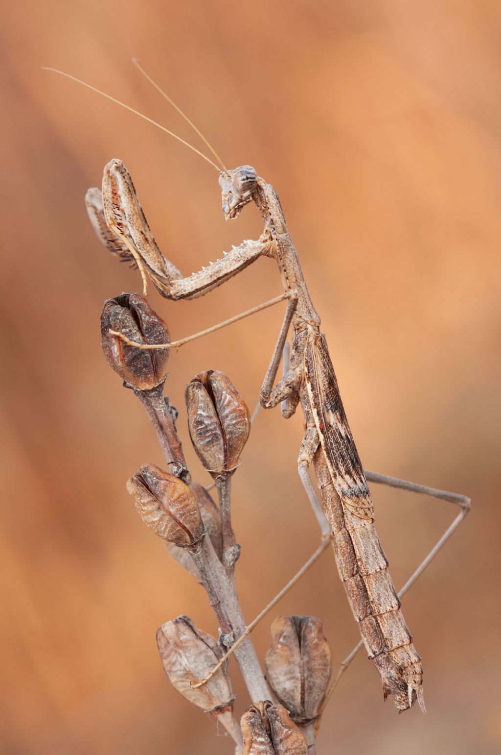 Rivetina baetica?