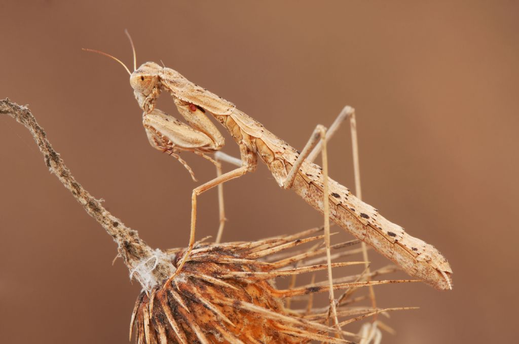 Rivetina baetica?