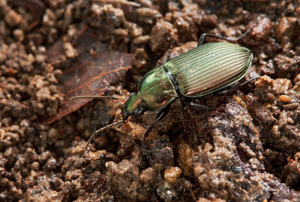 Identificazione carabidi