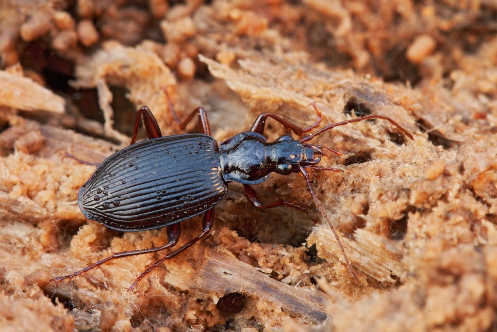 Identificazione carabidi