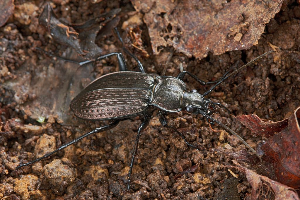 Identificazione carabidi