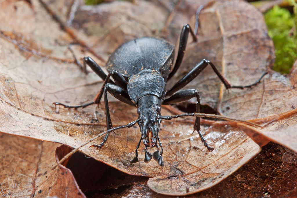 Identificazione carabidi