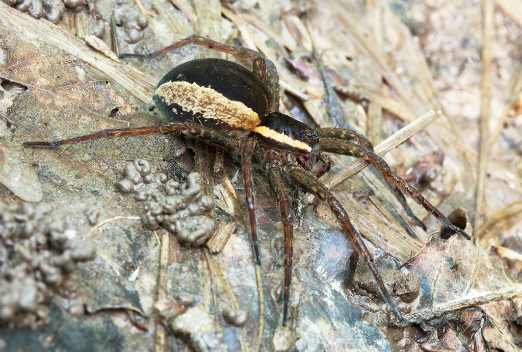 Dolomedes cf. fimbriatus - Parco delle Groane (MI)