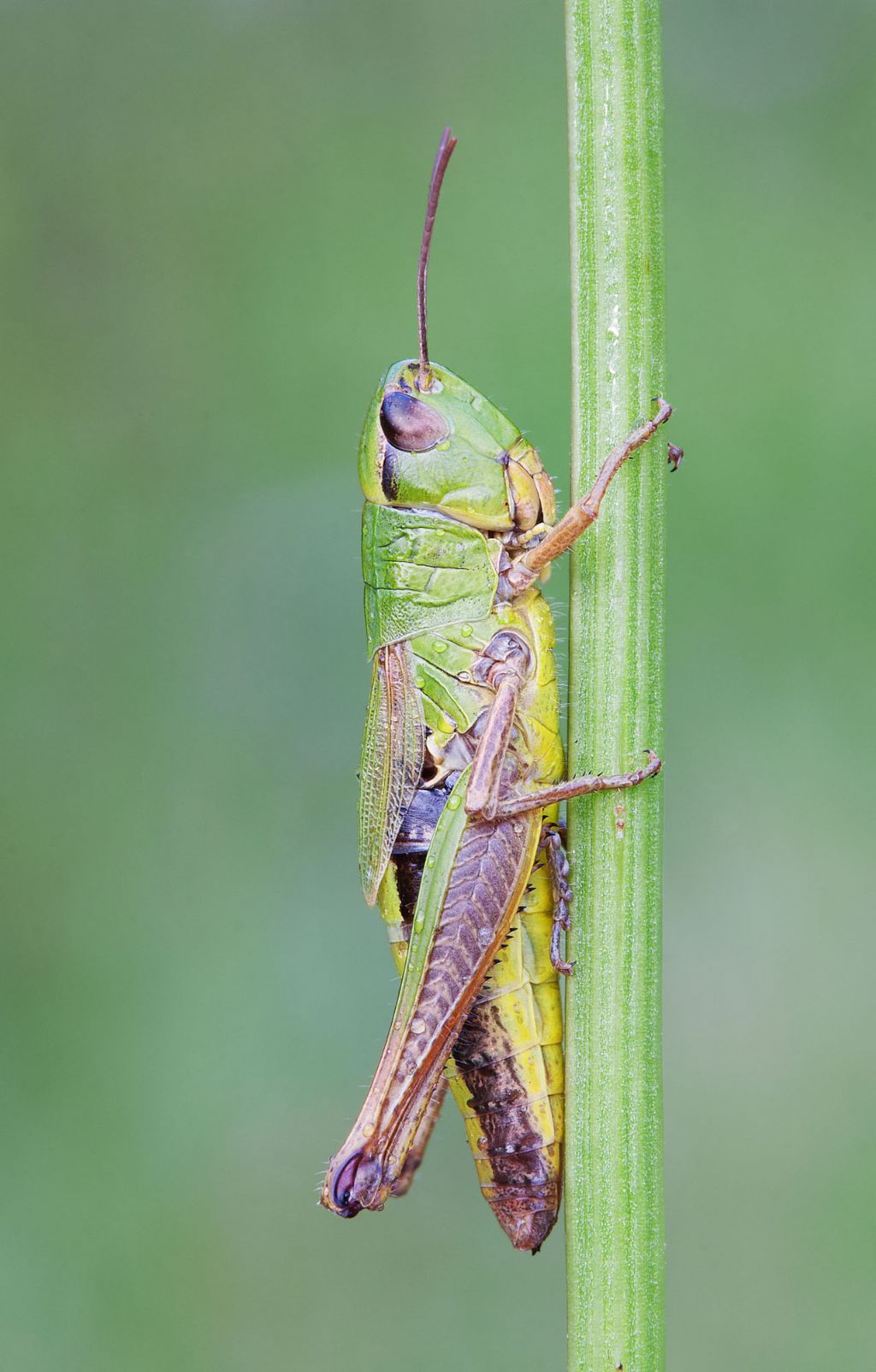 2 ortotteri da identificare