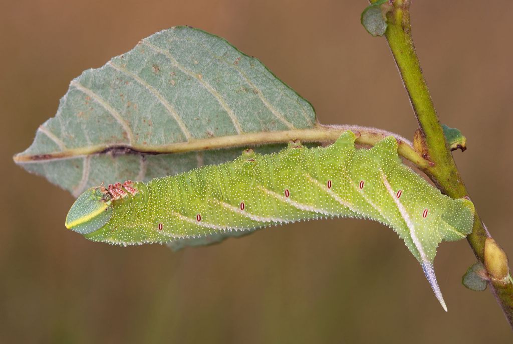 Bruco di Smerinthus ocellata??