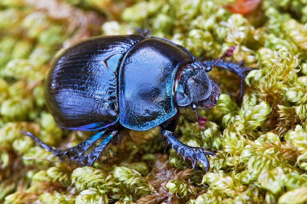 Anoplotrupes stercorosus