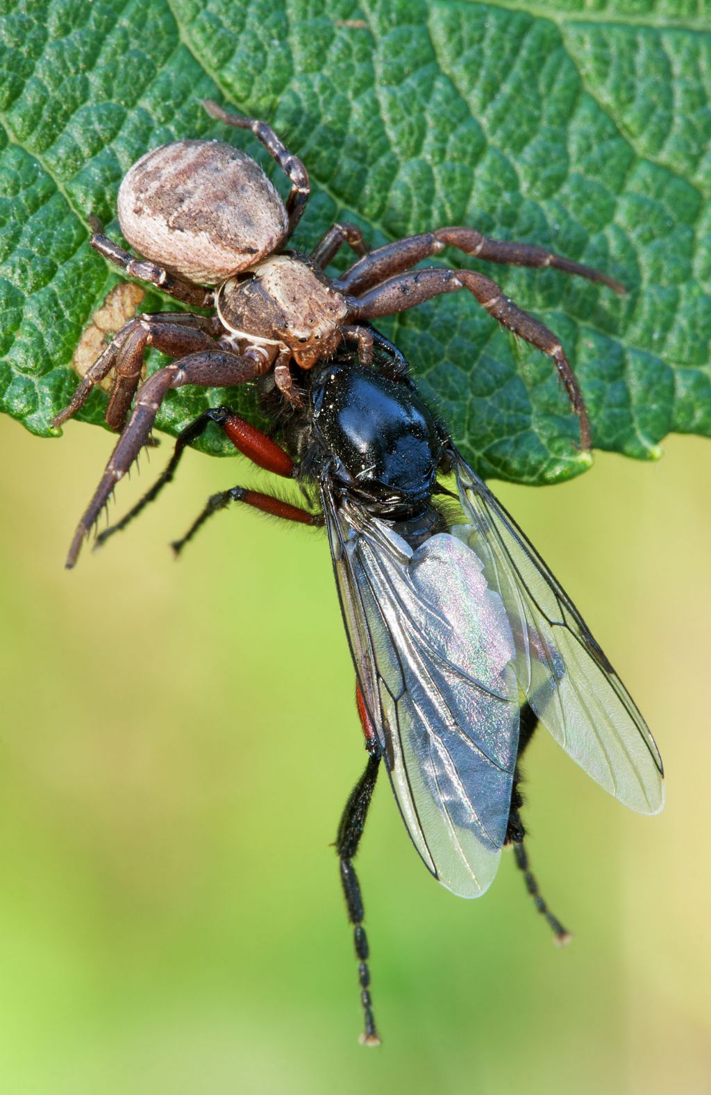 Xysticus sp. con dittero Bibionidae - Val Serina (BG)