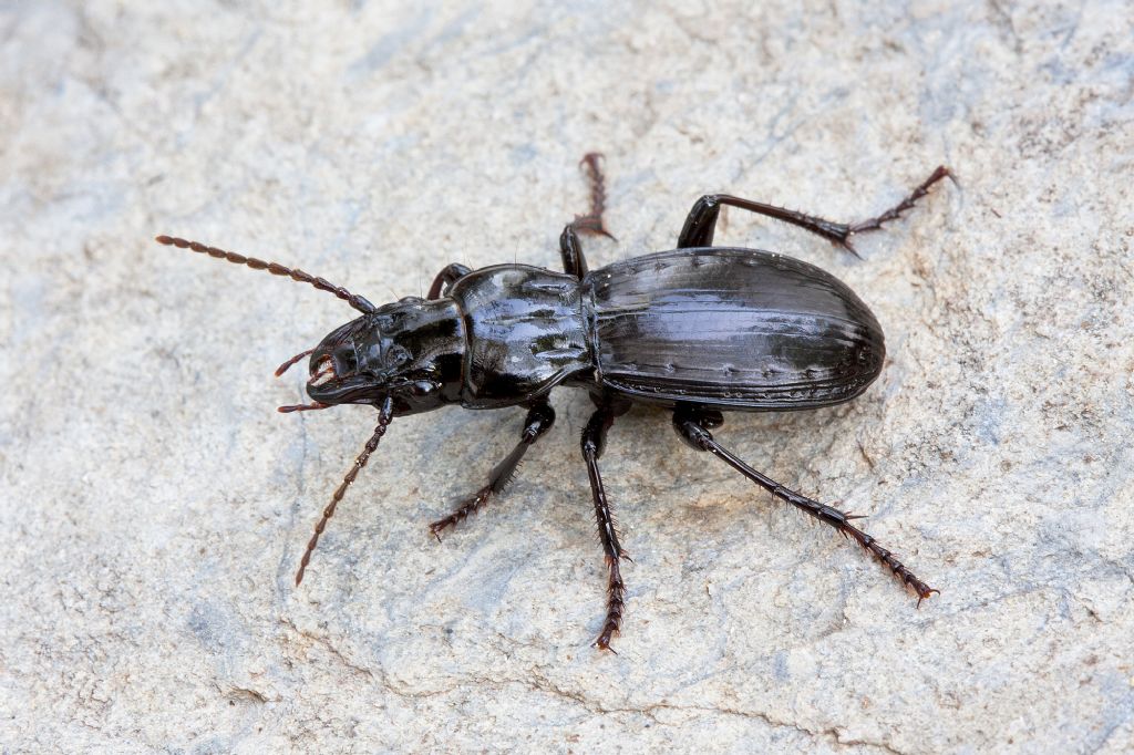 Tanythrix edura (Carabidae)