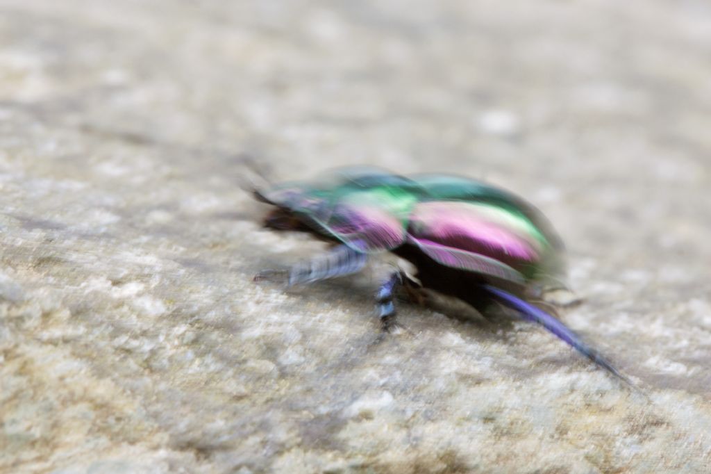 Trypocopris pyrenaeus splendens