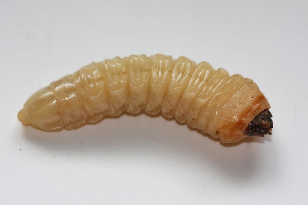 ID larva cerambicide 2