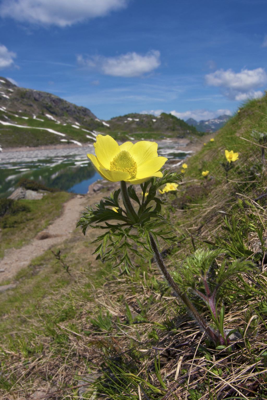 Pulsatilla alpina subsp. apiifolia / Pulsatilla alpina