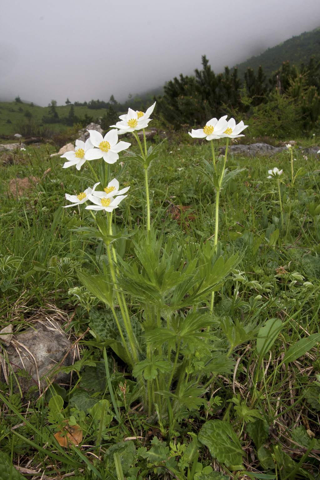 Anemonastrum narcissiflorum