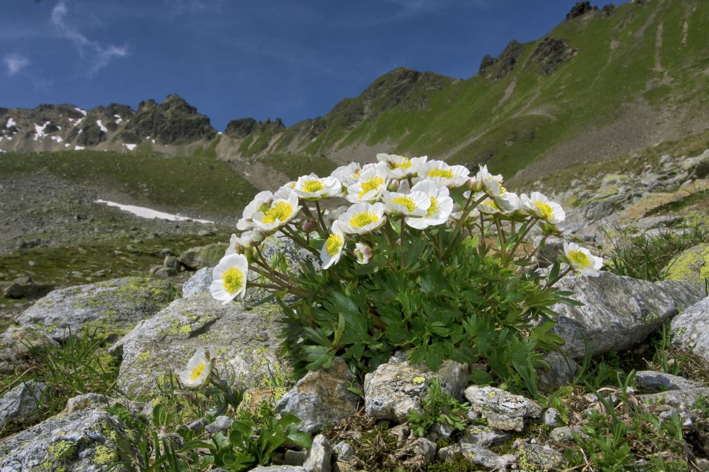 Ranunculus glacialis / Ranuncolo dei ghiacciai