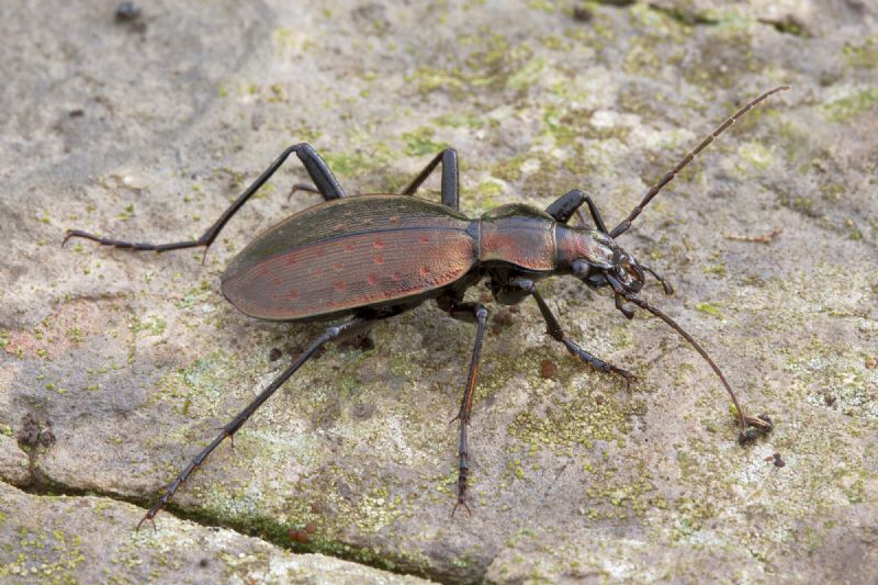 Carabus creutzeri dal Monte San Primo