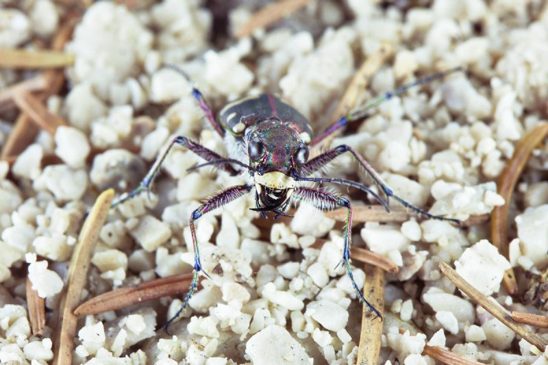 Cicindela hybrida transversalis, Carabidae