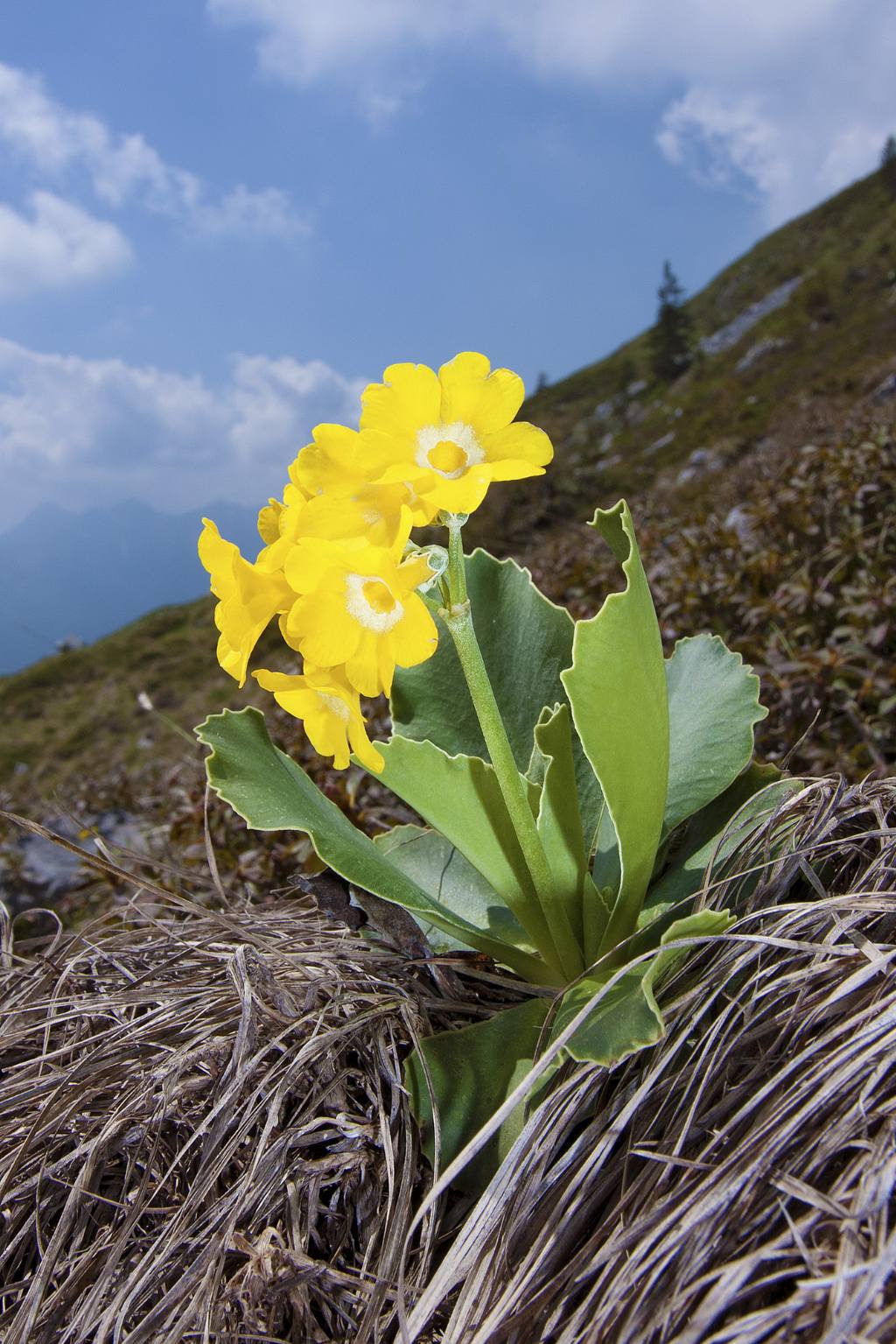 Primula auricula